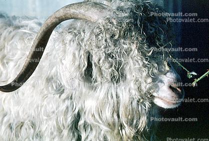 sheep, horn, wool