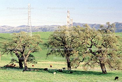 cows, Livermore, California, Hills, Hillside, Beef Cows