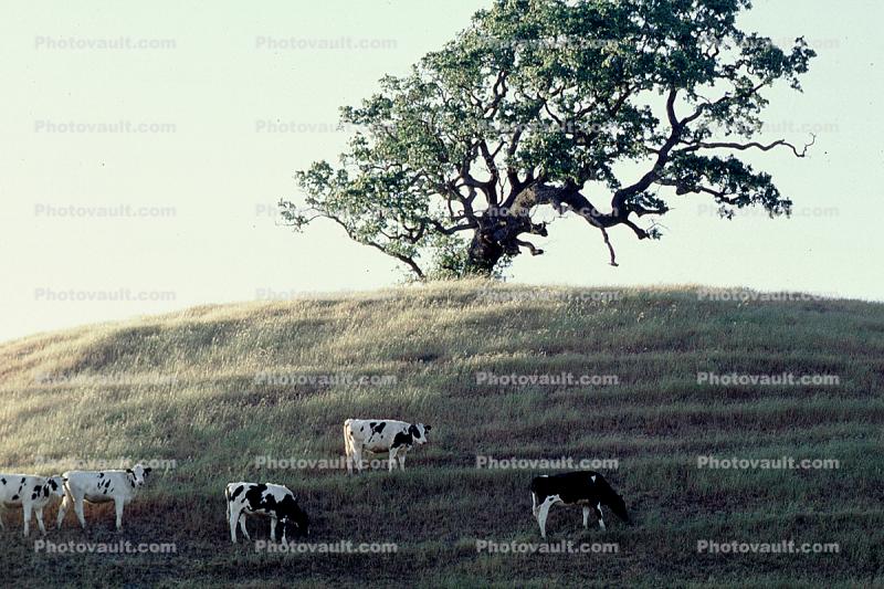 Cow, Sonoma County, Hills, Hillside