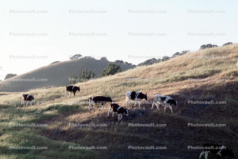 Cow, Sonoma County, Hills, Hillside