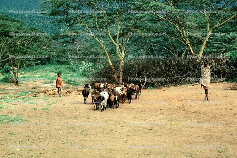 Goats, Kenya