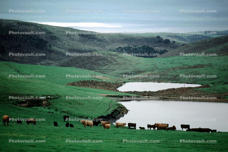 Cows, Marin County, California, USA