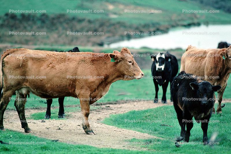 Cow, Cows, Marin County, California, USA