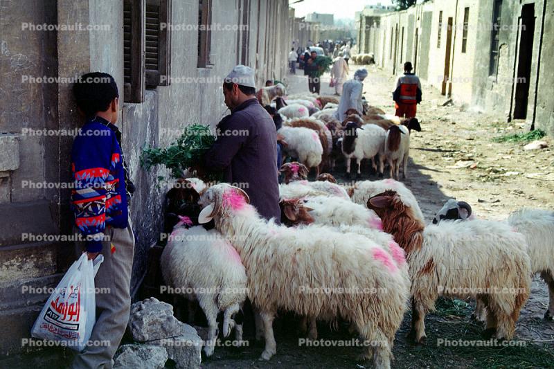 Sheep, Cairo