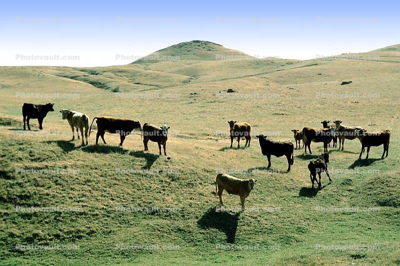 Cows on a Hill, Livermore, California