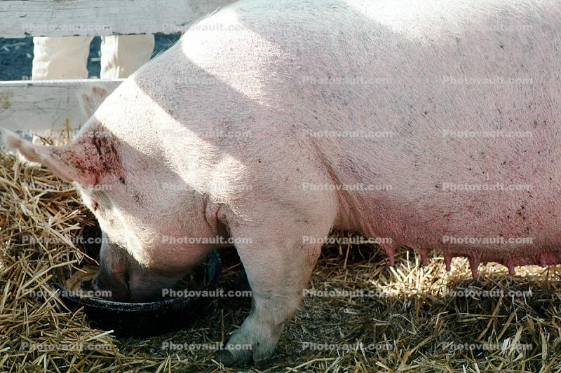 pig eating mush, Marin County