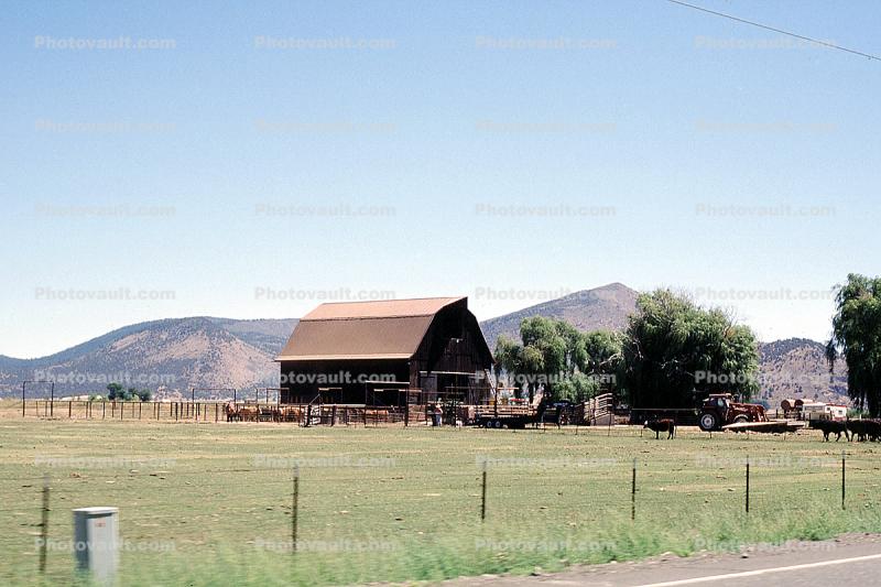 Cows, Barn, Klamath Falls, Oregon