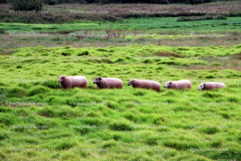 Sheep, Grass, Carmel, California