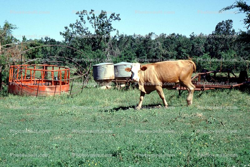 Cow, New Boston, Texas