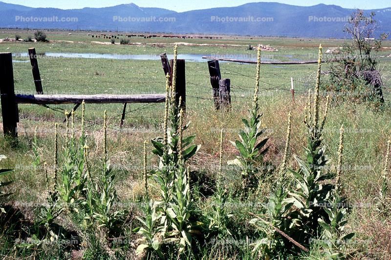 Fence, field, Klamath, Oregon