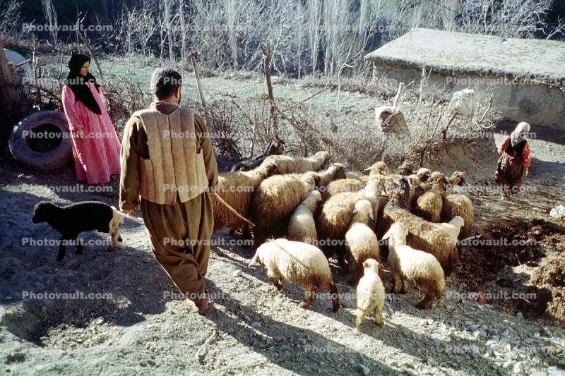 sheep, Hezar Hani, Iran