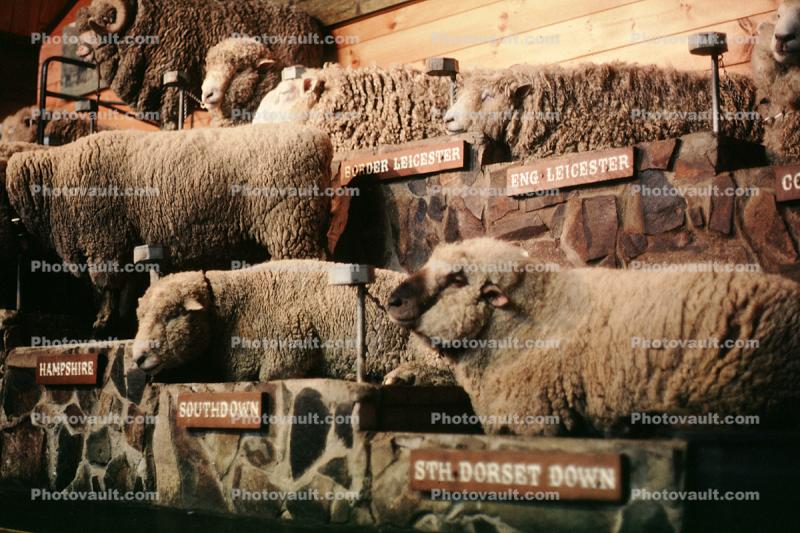 sheep, Rotura, New Zealand