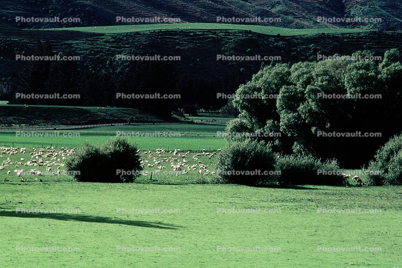 sheep, Te Anu, New Zealand
