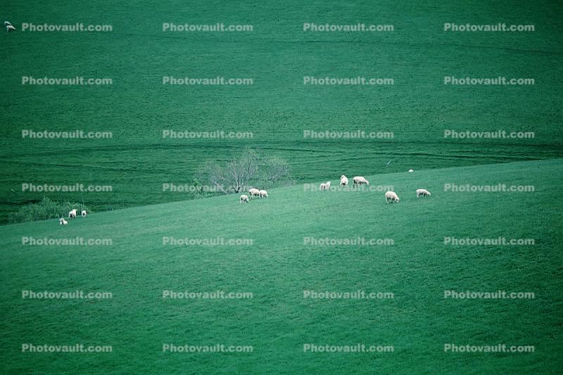 sheep, Fairlie New Zealand