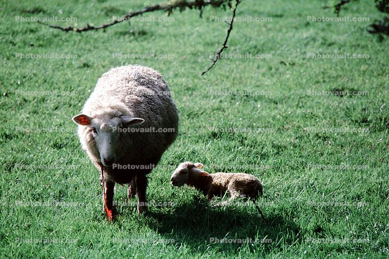 sheep, lamb, near Greymouth, New Zealand