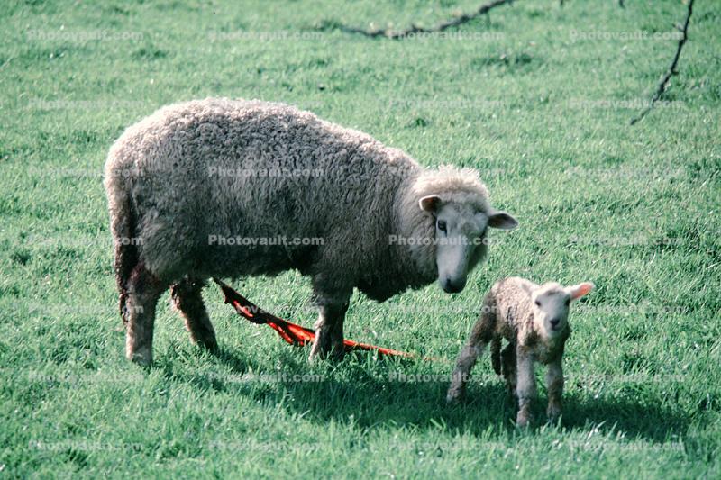 lamb, sheep, near Greymouth, New Zealand