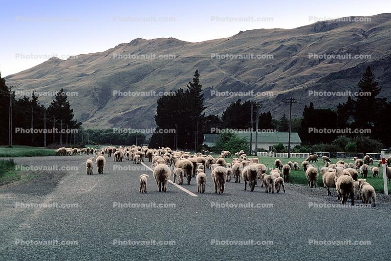 sheep, South Island, New Zealand