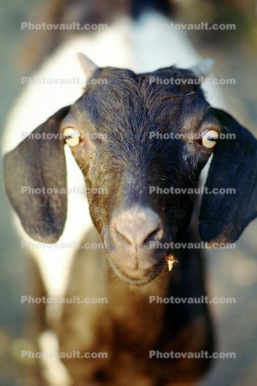Goat, Tamil Nadu, India