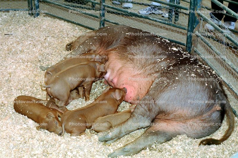 Mother Pig, Piglets suckling mother Sow, makin bacon