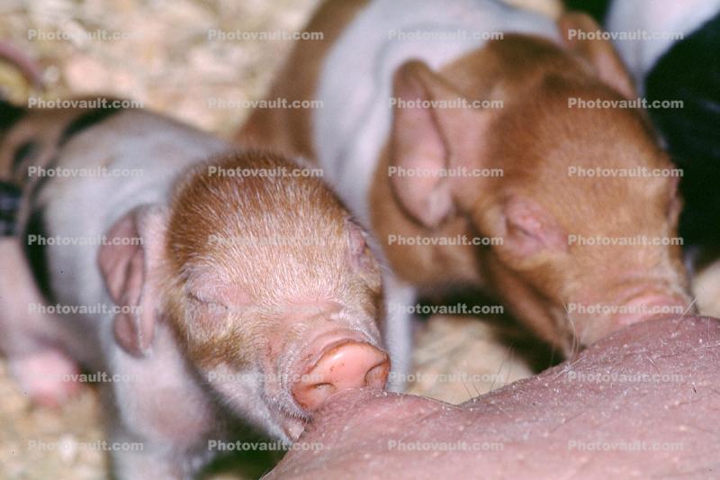 mother pig, piglets, sow