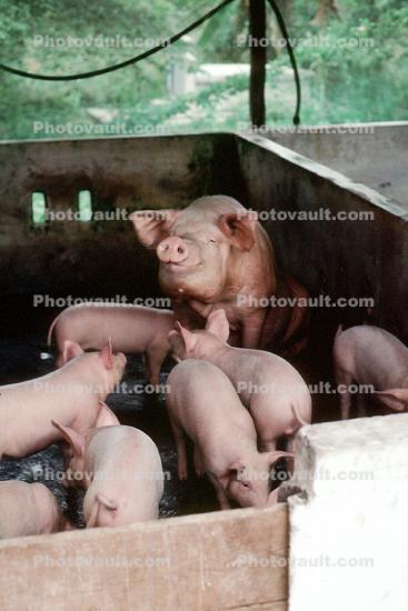 mother pig, piglets, sow, Can Tho, Vietnam