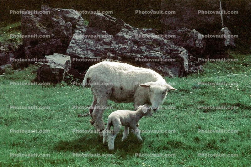 sheep, Lamb, Ireland