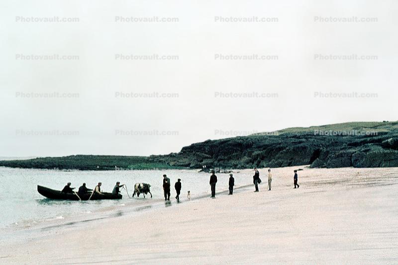 Beach, Boat, Sand, Cow, Aran Island, Ireland