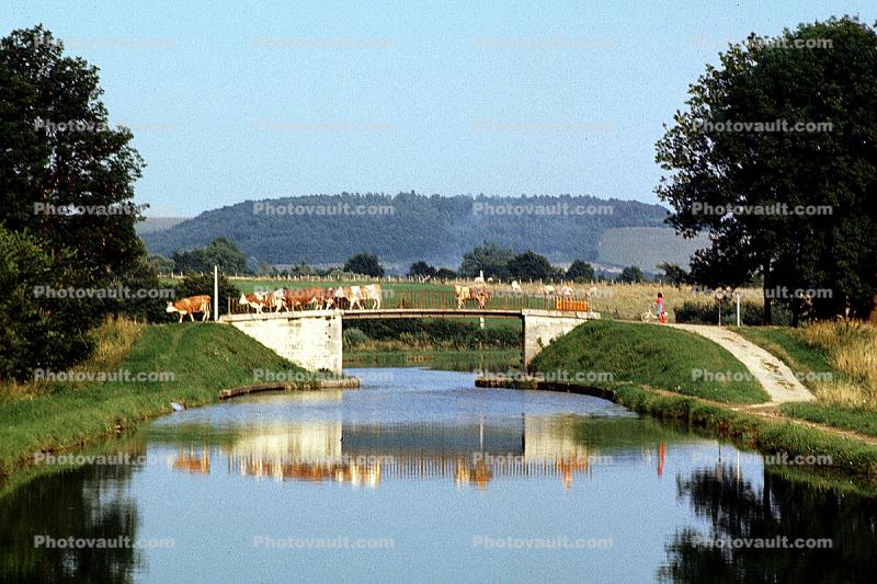 Cows, reflection, Canal, Burgandy, France, Beef Cows