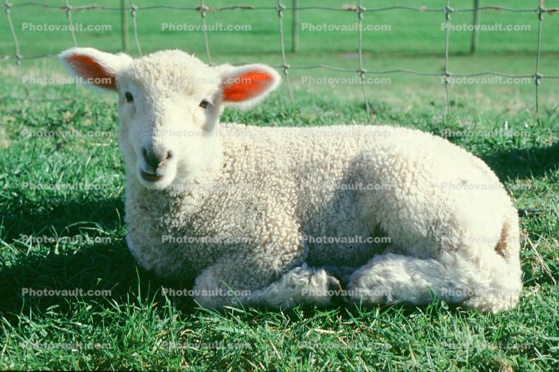 sheep, Lindale, New Zealand