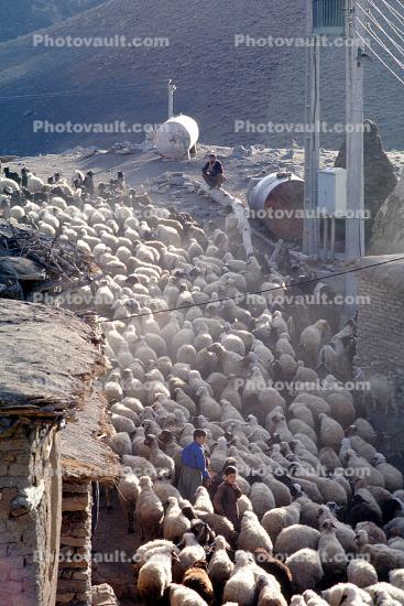 sheep, Dougardare, Iran