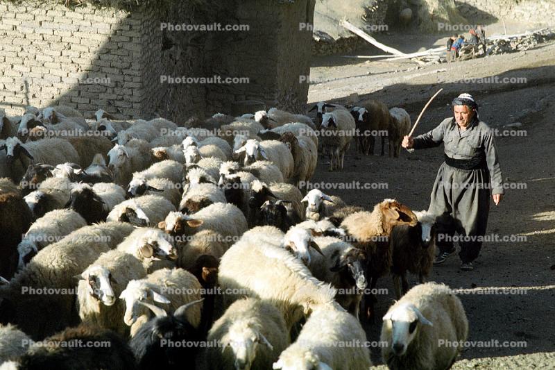 Woman beating sheep with a stick, sheep, Dougardare, Iran