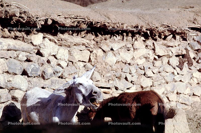 Donkey, Dougardare, Iran