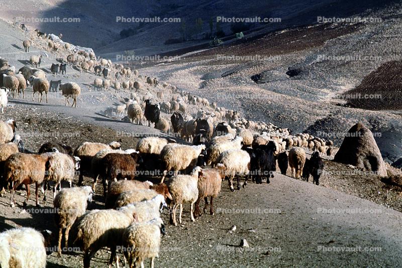 Hills, sheep, Dougardare, Iran