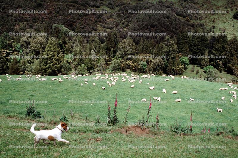 Sheep Herding Dog, sheep, Waioreka, New Zealand
