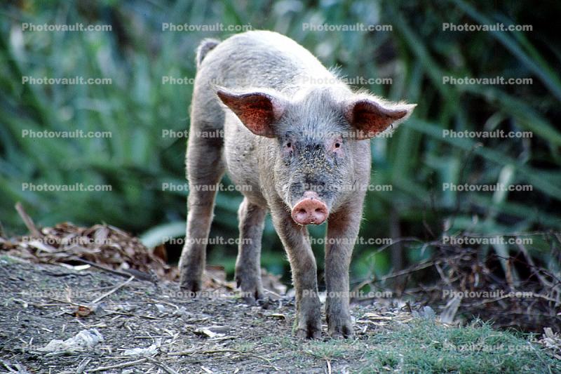 pig, near Santiago, Cuba