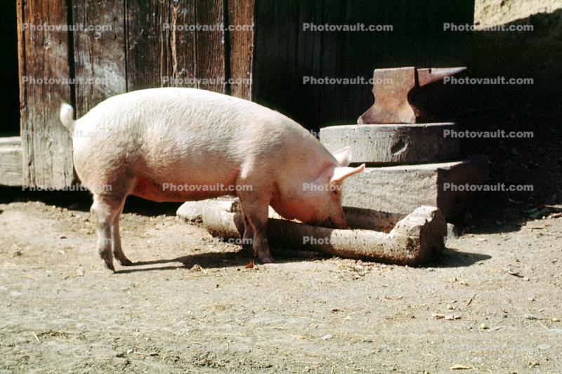 Pig, eating from a trough, Cooperstown, New York