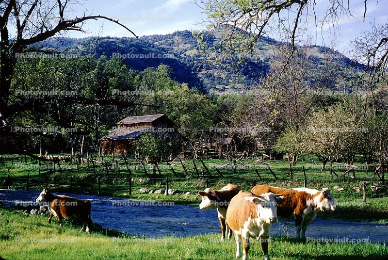 Cow, barn, water, brook, stream, northern California