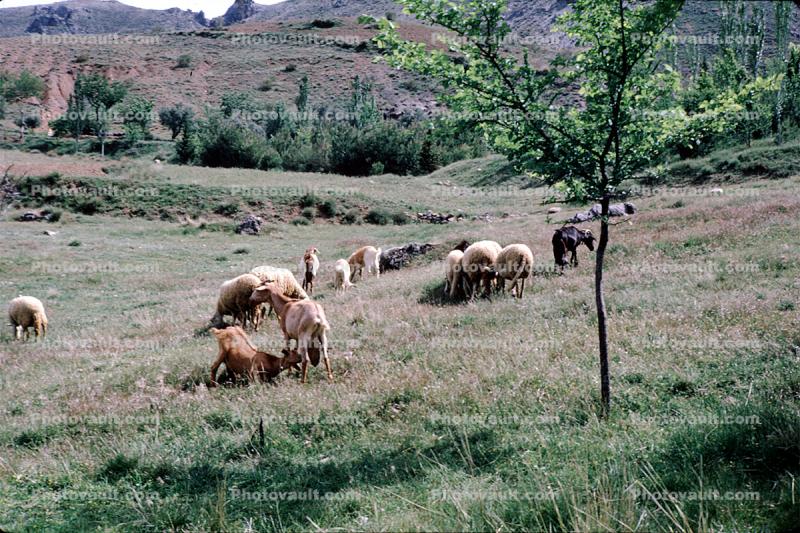 Goats, near Granada, Spain