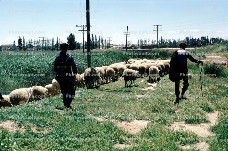 Sheep Herder, near Granada, Spain