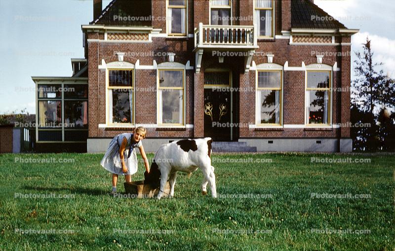 Calf, Cow, Brick House, Stapherst, Netherlands, 1959, 1950s