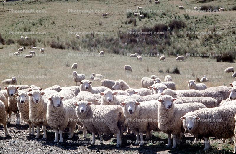 sheep, South Island, New Zealand