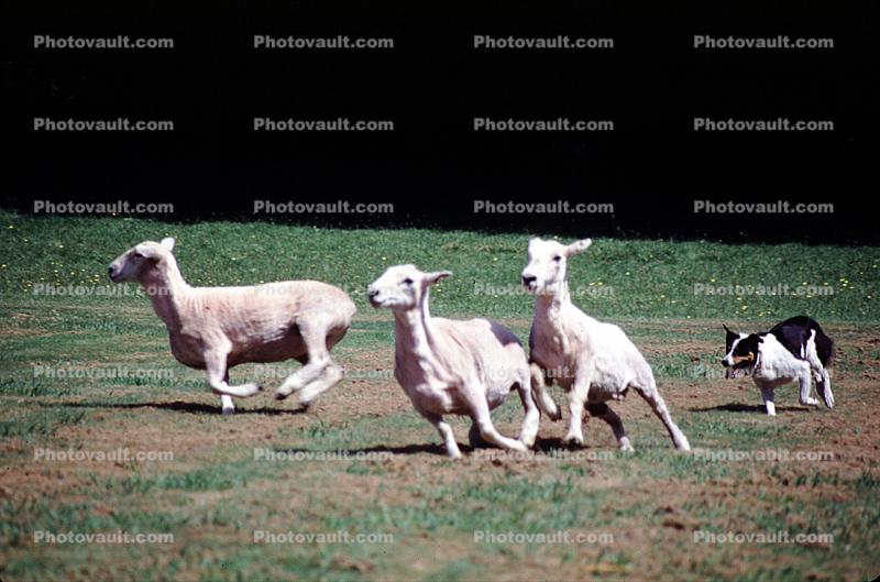 Running sheep, herding, herder, Dog Chasing