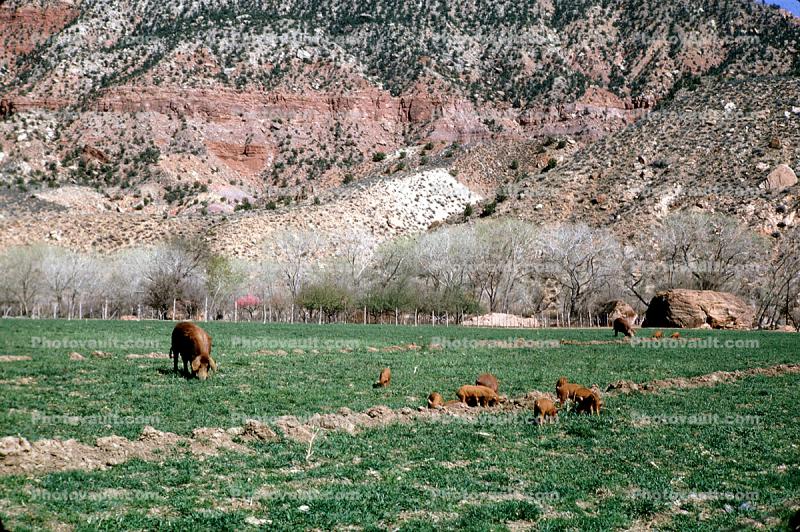 Cows, near Zion NP, Springfield, Utah