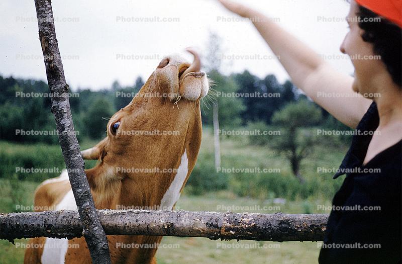 Cow, person, people, playful, licking, tongue, New Hampshire