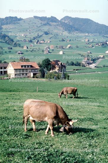 Cows, Appenzell