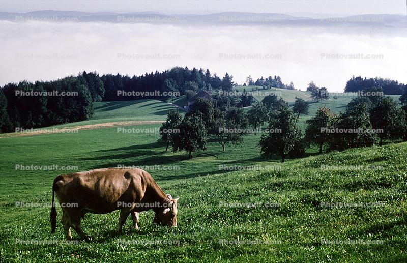 Cow, Albis Pass