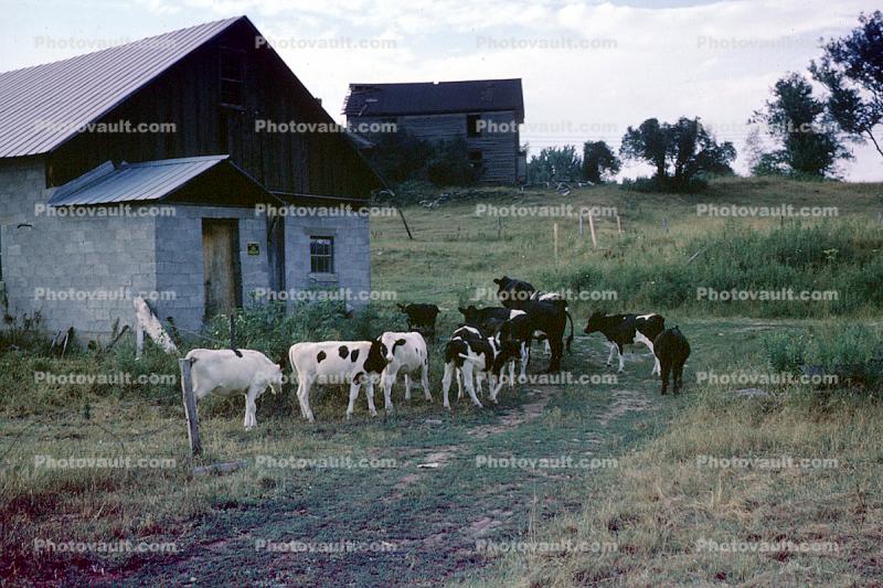 Cows, home, house, residence, building, barn, road