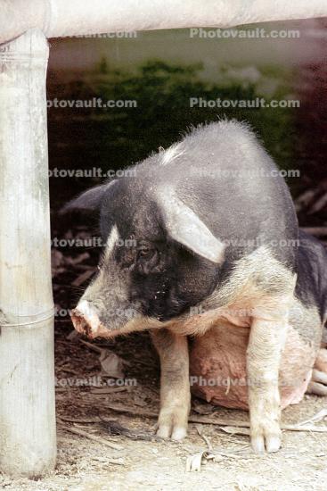 Pig, Batak Indonesia