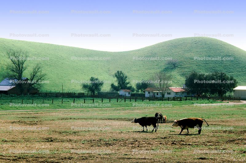 Cows, Hills, Barn, home, house, building, Beef Cows, Rancho Canada de los Vaqueros, March 1974