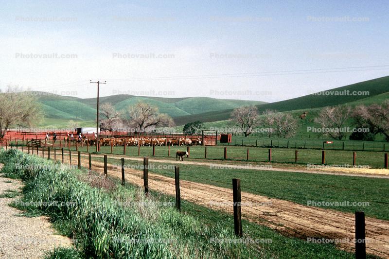 Rancho Canada de los Vaqueros, March 1974